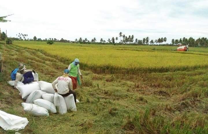 Tidak Benar Jumlah Produksi Beras Hanya di Atas Kertas